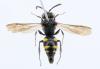 Nysson sp.